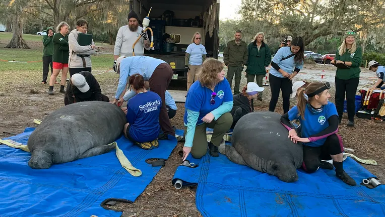 Record Number Of Manatees Returned To Blue Spring State Park – Florida ...